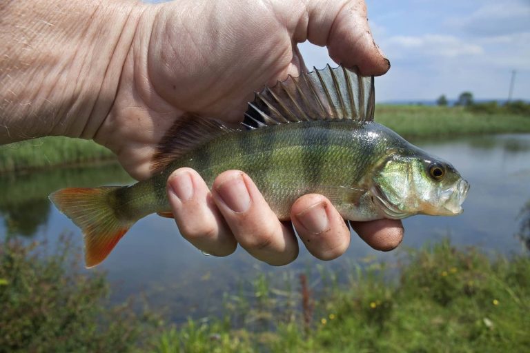 Why do we send so many fish to space?